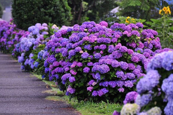 <a href='https://www.lvbad.com/dibeiguanmu/3511.html' target='_blank'>八仙花</a>1.jpeg