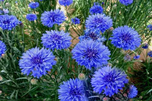 <a href='https://www.lvbad.com/caohuazhongzi/1624.html' target='_blank'>矢车菊</a>1.jpeg