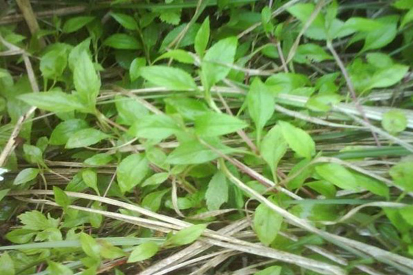 <a href='https://www.lvbad.com/caohuazhongzi/1021.html' target='_blank'>败酱草</a>2.jpg