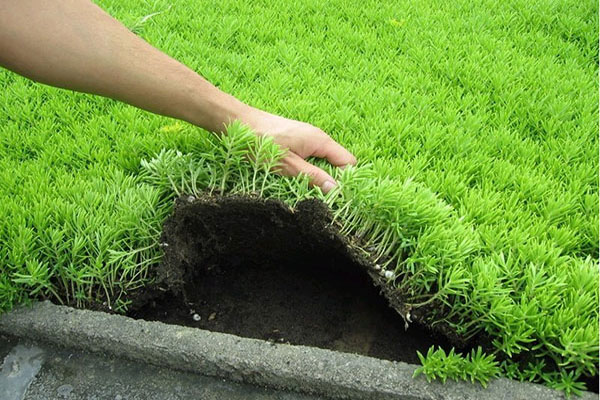 <a href='https://www.lvbad.com/caobenzhiwu/3381.html' target='_blank'>佛甲草</a>3.jpg