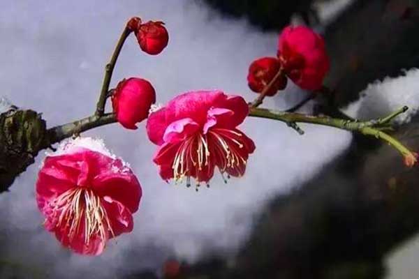 <a href='https://www.lvbad.com/xiaoqiaomu/3559.html' target='_blank'>红梅</a>1.jpeg