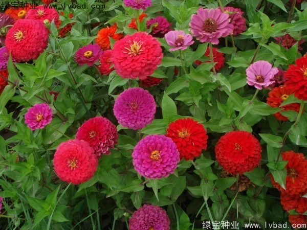 <a href='https://www.lvbad.com/caohuazhongzi/1020.html' target='_blank'>百日草</a><a href='https://www.lvbad.com/' target='_blank'>种子</a>