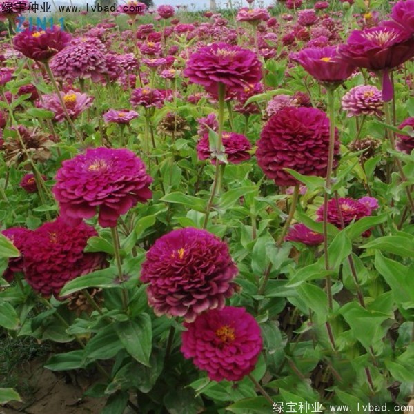 <a href='https://www.lvbad.com/caohuazhongzi/1020.html' target='_blank'>百日草</a>种子