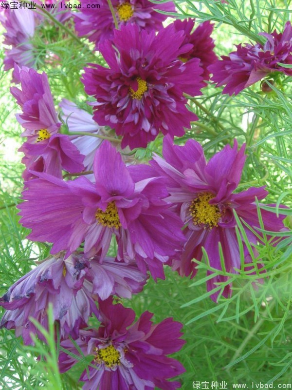 <a href='https://www.lvbad.com/caohuazhongzi/12.html' target='_blank'>波斯菊种子</a>