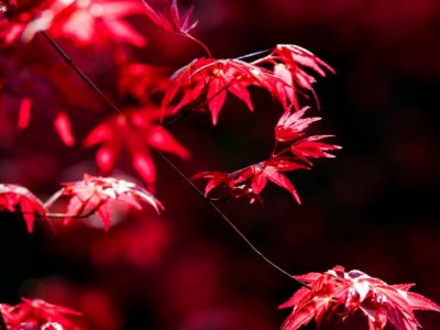 秋季红枫能种活吗?