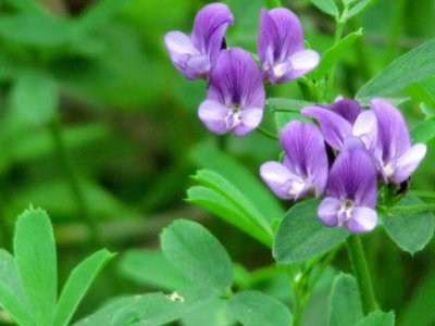 紫花苜蓿是四季常绿吗？