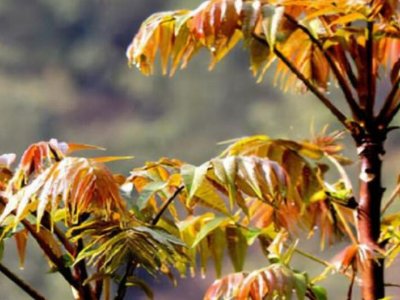 香椿树在内蒙古能种吗？