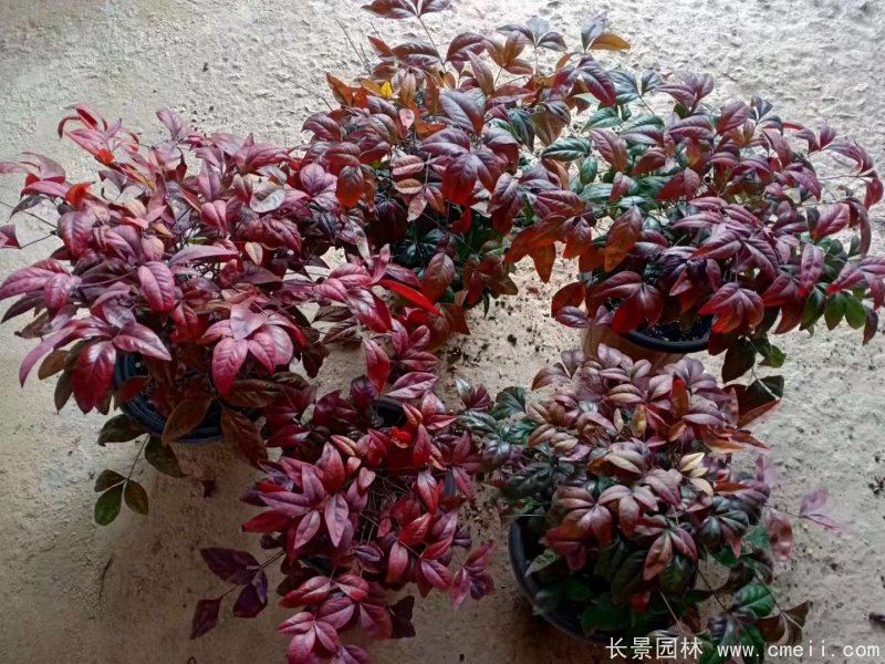 火焰<a href='https://www.lvbad.com/linmuzhongzi/1772.html' target='_blank'>南天竹</a>