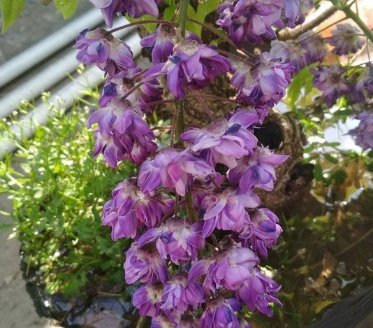 八重黑龙紫藤3.png