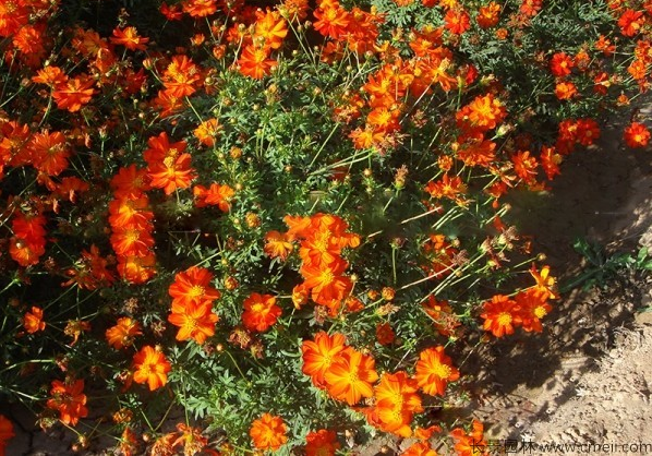 <a href='https://www.lvbad.com/caohuazhongzi/1583.html' target='_blank'>硫华菊</a>.png