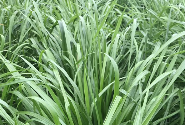 <a href='https://www.lvbad.com/caopingzhongzi/1666.html' target='_blank'>黑麦草</a>.png