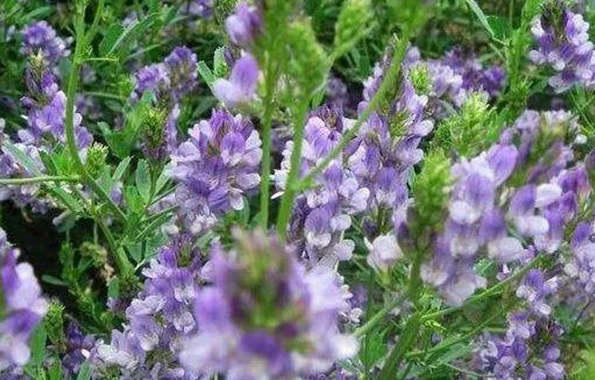紫花<a href='https://www.lvbad.com/mucaozhongzi/5.html' target='_blank'>苜蓿</a>.png
