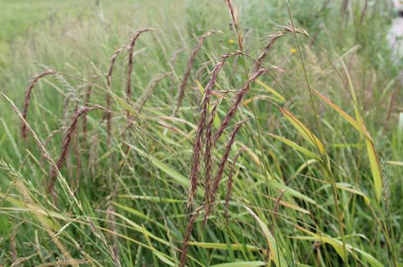 披<a href='https://www.lvbad.com/caopingzhongzi/1673.html' target='_blank'>碱草</a>.png