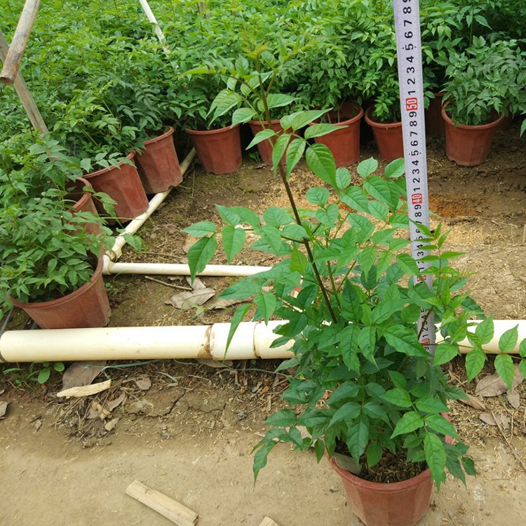 非洲凌霄 非洲凌霄