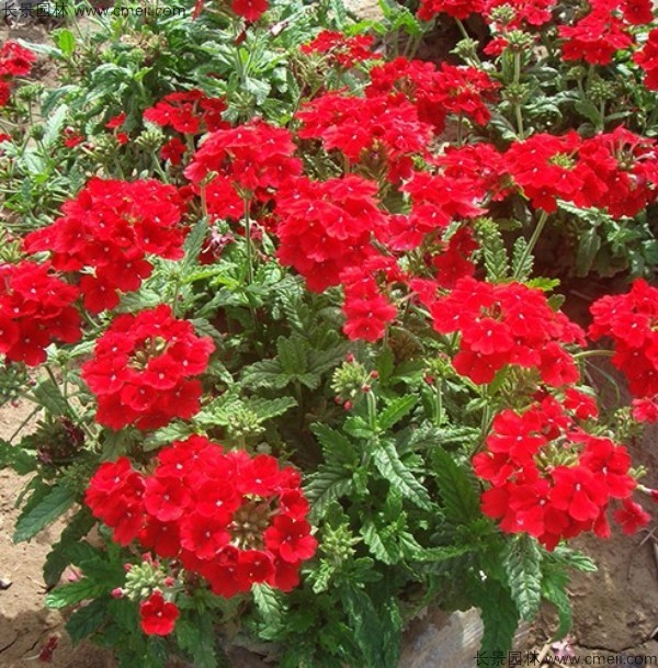 <a href='https://www.lvbad.com/caohuazhongzi/1600.html' target='_blank'>美女樱种子</a>发芽出苗开花图片