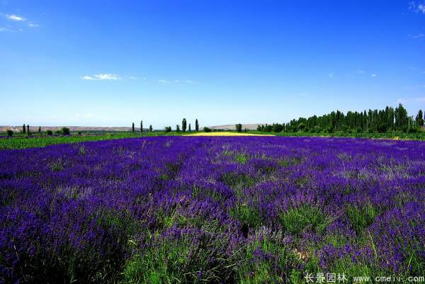 <a href='https://www.lvbad.com/caohuazhongzi/1645.html' target='_blank'>薰衣草种子</a>发芽出苗开花图片