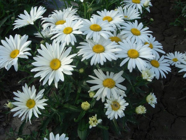 <a href='https://www.lvbad.com/caohuazhongzi/1034.html' target='_blank'>大滨菊种子</a>发芽出苗开花图片