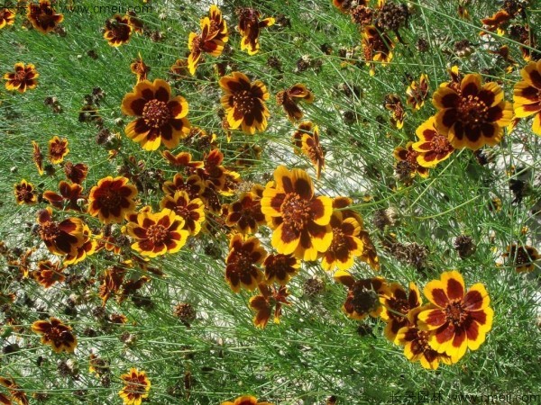 <a href='https://www.lvbad.com/caohuazhongzi/1621.html' target='_blank'>蛇目菊种子</a>发芽出苗开花图片