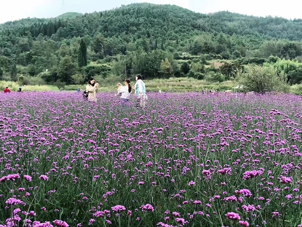 柳叶<a href='https://www.lvbad.com/caohuazhongzi/1590.html' target='_blank'>马鞭草</a>
