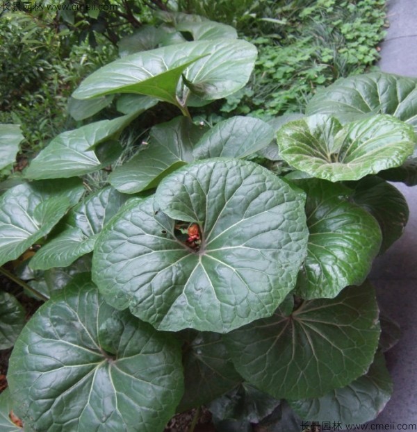 <a href='https://www.lvbad.com/caohuazhongzi/1040.html' target='_blank'>大吴风草种子</a>发芽出苗开花图片