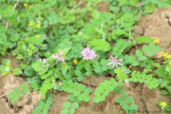 <a href='https://www.lvbad.com/caohuazhongzi/1640.html' target='_blank'>小冠花种子</a>发芽出苗开花图片
