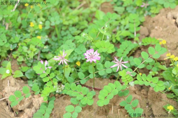 小冠花种子发芽出苗开花图片