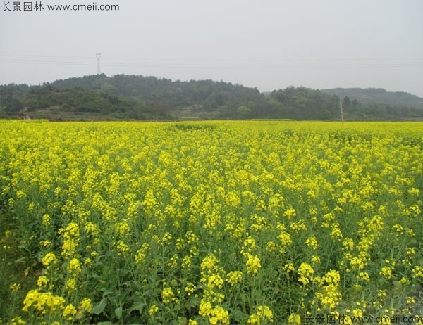 黄色花海<a href='https://www.lvbad.com/caohuazhongzi/17855.html' target='_blank'>油菜</a>花田景观乡村旅游