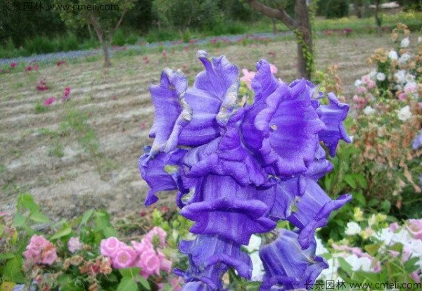 <a href='https://www.lvbad.com/caohuazhongzi/1049.html' target='_blank'>风铃花种子</a>发芽出苗开花图片