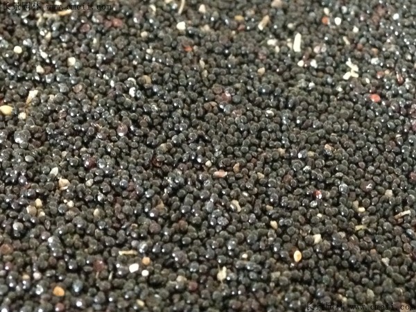 <a href='https://www.lvbad.com/caohuazhongzi/1076.html' target='_blank'>鸡冠花种子</a>图片