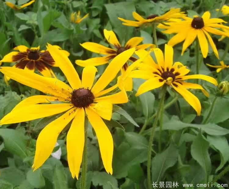 <a href='https://www.lvbad.com/caohuazhongzi/16049.html' target='_blank'>金光菊</a>