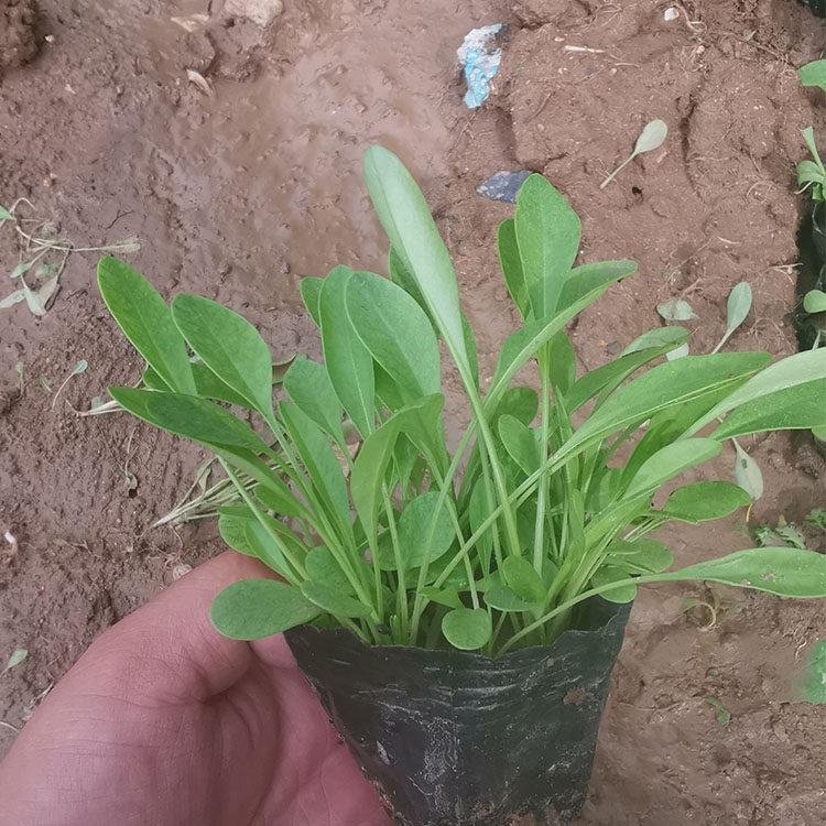 <a href='https://www.lvbad.com/caohuazhongzi/1568.html' target='_blank'>金鸡菊</a>苗营养钵盆栽苗