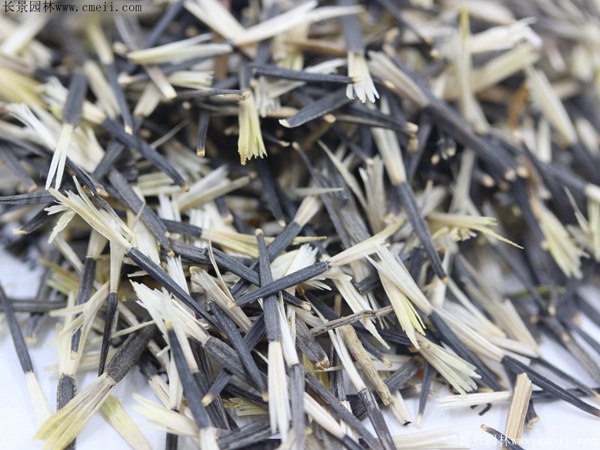 <a href='https://www.lvbad.com/caohuazhongzi/1575.html' target='_blank'>孔雀草种子</a>图片