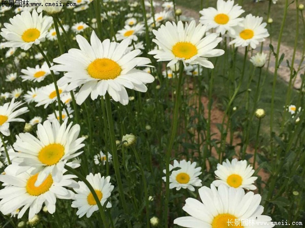 <a href='https://www.lvbad.com/caohuazhongzi/23058.html' target='_blank'>白晶菊</a>