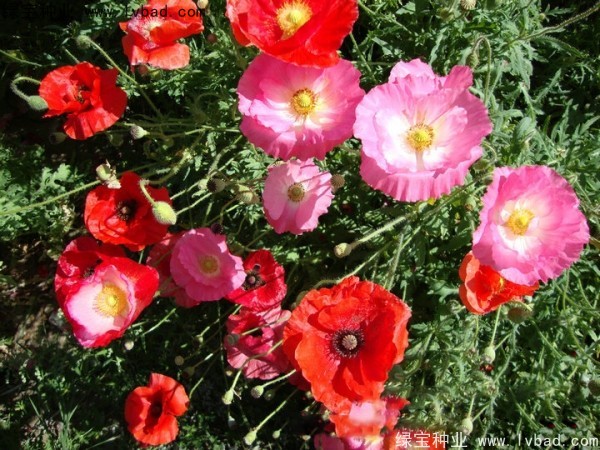 <a href='https://www.lvbad.com/caohuazhongzi/1025.html' target='_blank'>冰岛虞美人种子</a>