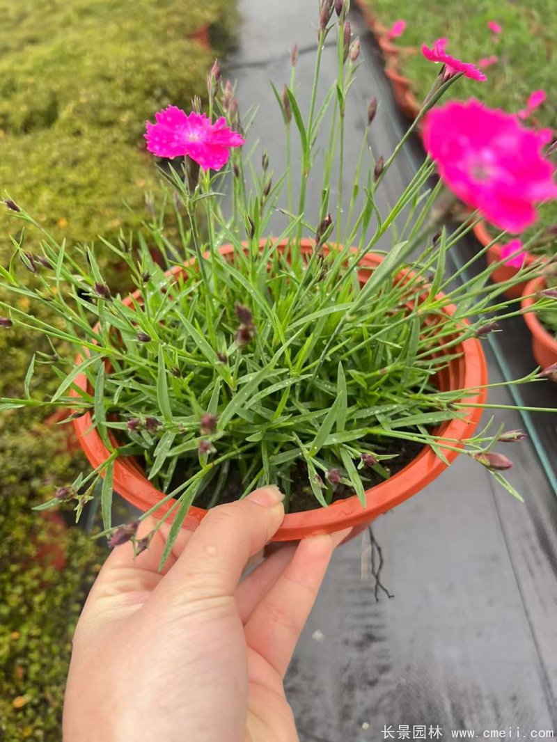 欧<a href='https://www.lvbad.com/caohuazhongzi/97045.html' target='_blank'>石竹</a>