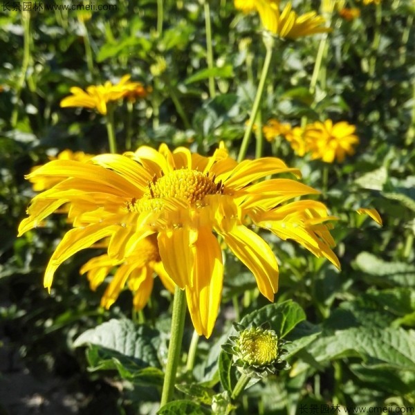 <a href='https://www.lvbad.com/caohuazhongzi/1072.html' target='_blank'>黄菊花种子</a>发芽出苗图片