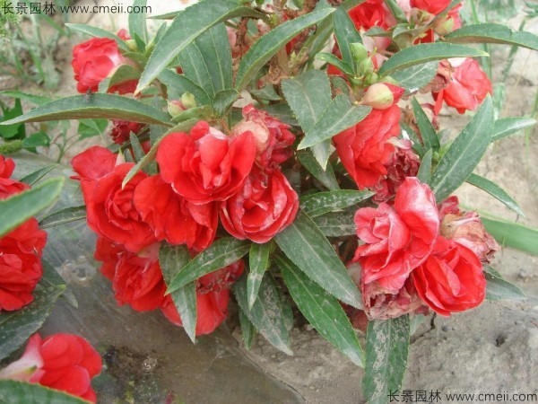 <a href='https://www.lvbad.com/caohuazhongzi/1051.html' target='_blank'>凤仙花种子</a>发芽出苗开花图片