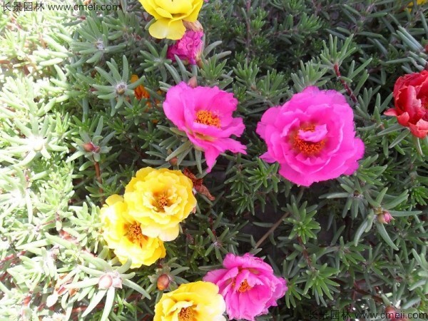 <a href='https://www.lvbad.com/caohuazhongzi/16045.html' target='_blank'>太阳花种子</a>发芽出苗开花图片