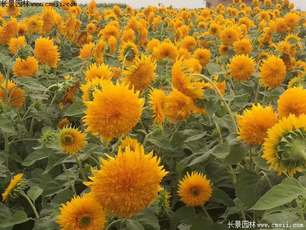 玩具熊<a href='https://www.lvbad.com/caohuazhongzi/97271.html' target='_blank'>向日葵</a>