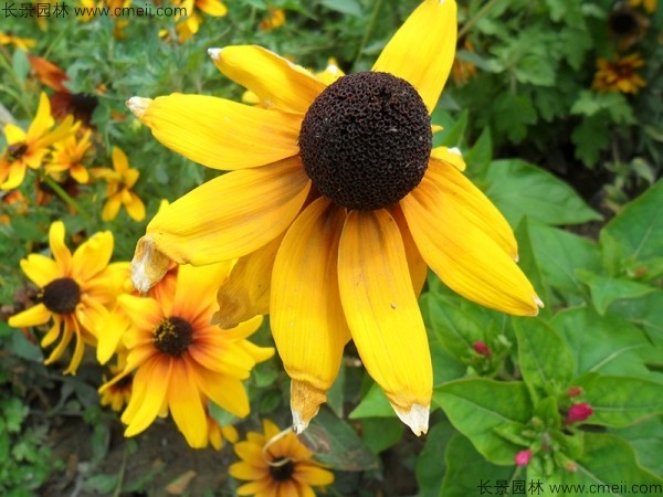 <a href='https://www.lvbad.com/caohuazhongzi/1060.html' target='_blank'>黑心菊种子</a>发芽出苗开花图片