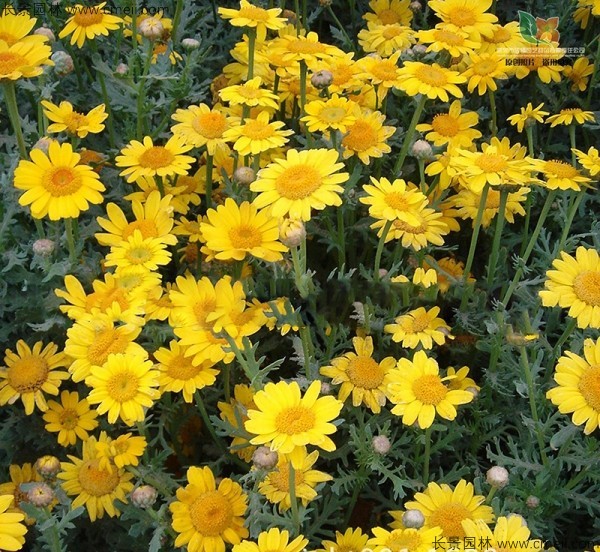 <a href='https://www.lvbad.com/caohuazhongzi/1629.html' target='_blank'>茼蒿菊种子</a>发芽出苗开花图片