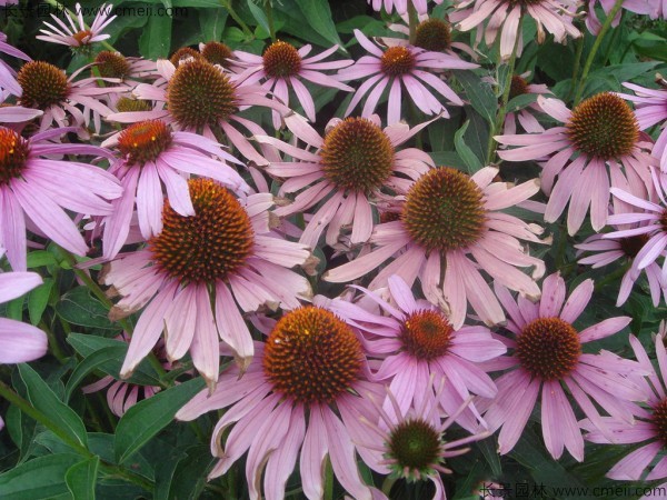 <a href='https://www.lvbad.com/caohuazhongzi/16047.html' target='_blank'>松果菊种子</a>图片