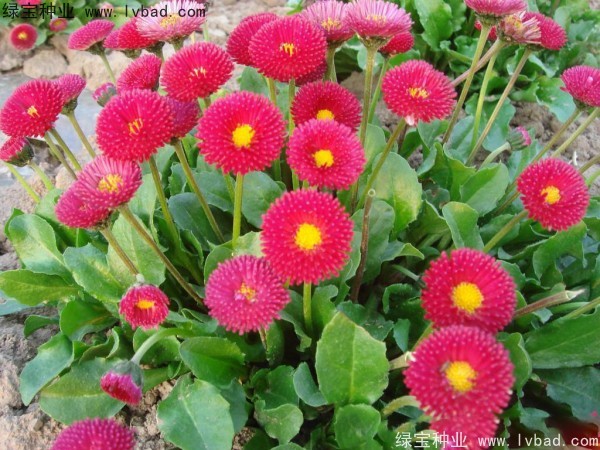 <a href='https://www.lvbad.com/caohuazhongzi/1032.html' target='_blank'>雏菊种子</a>