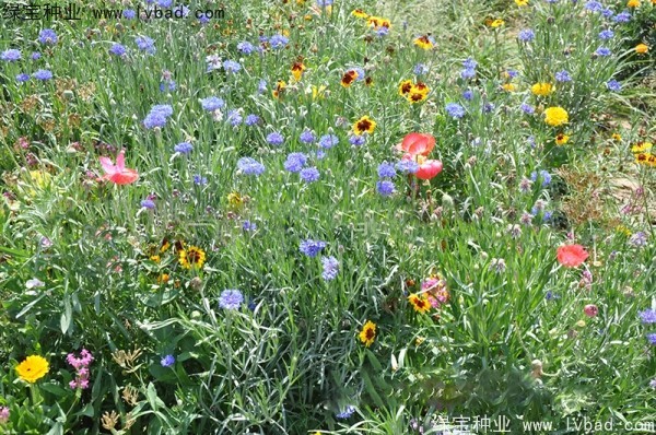<a href='https://www.lvbad.com/caohuazhongzi/1206.html' target='_blank'>野花组合种子</a>