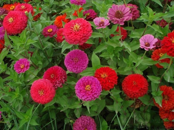 <a href='https://www.lvbad.com/caohuazhongzi/1020.html' target='_blank'>百日草种子</a>发芽出苗开花图片