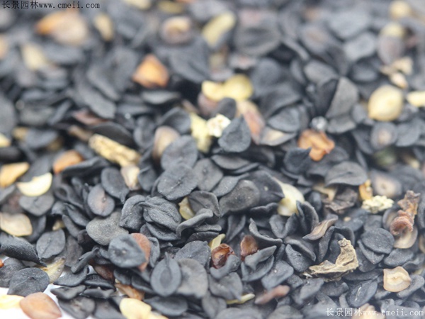 <a href='https://www.lvbad.com/caohuazhongzi/1598.html' target='_blank'>美国石竹种子</a>图片