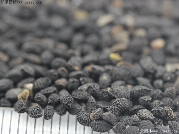 <a href='https://www.lvbad.com/caohuazhongzi/1061.html' target='_blank'>黑种草种子</a>图片