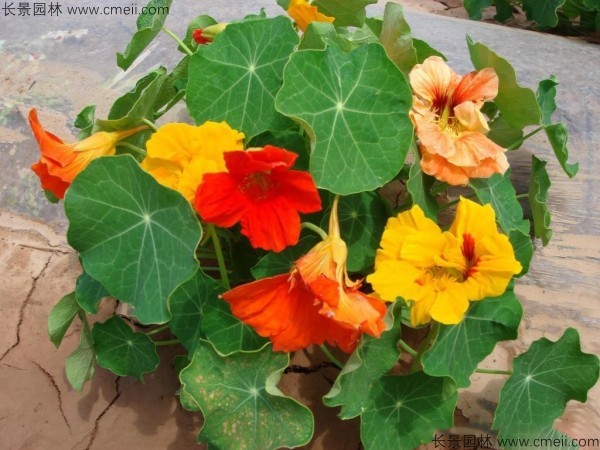 <a href='https://www.lvbad.com/caohuazhongzi/1653.html' target='_blank'>旱金莲种子</a>发芽出苗开花图片