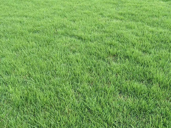 <a href='https://www.lvbad.com/caopingzhongzi/1679.html' target='_blank'>早熟禾</a>草坪图片