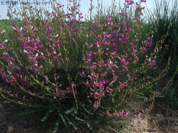 <a href='https://www.lvbad.com/linmuzhongzi/1062.html' target='_blank'>红豆草</a>开花图片